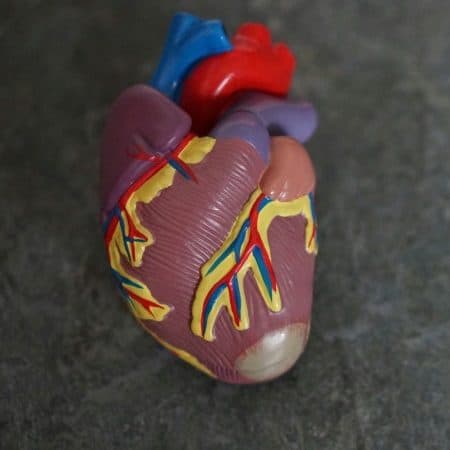 A toy colourful human heart